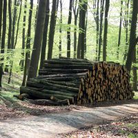 Holzpolter Eiche im Wald