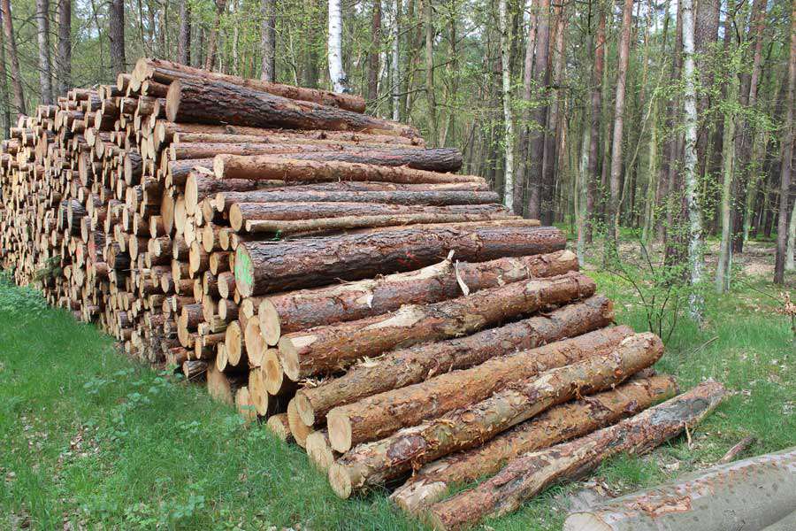 Holzpolter Nadelholz im Wald